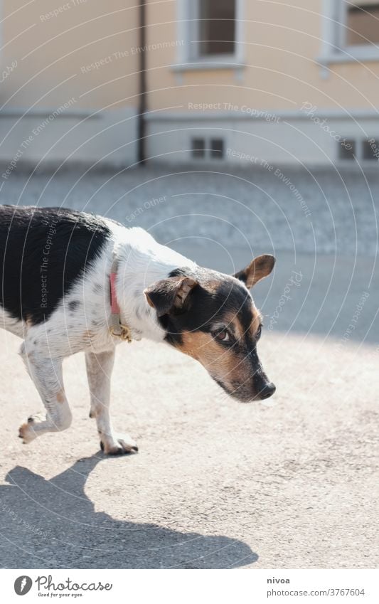 Jack Russell Terrier Jack Russell terrier jack russell Dog Pet Small Animal Cute Lifestyle 1 White Puppy Brown Obedient Exterior shot Observe indoors owner