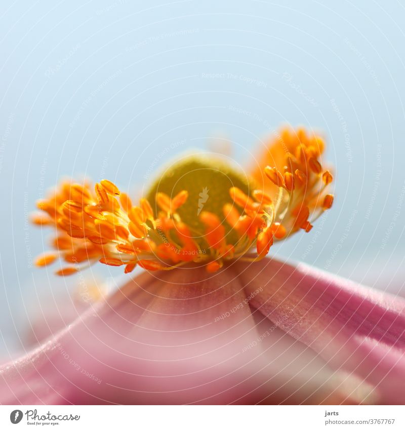 Flower pistils of an autumn anemone Chinese Anemone Pistil bleed flowers Plant Nature Colour photo Exterior shot Macro (Extreme close-up) Detail Close-up