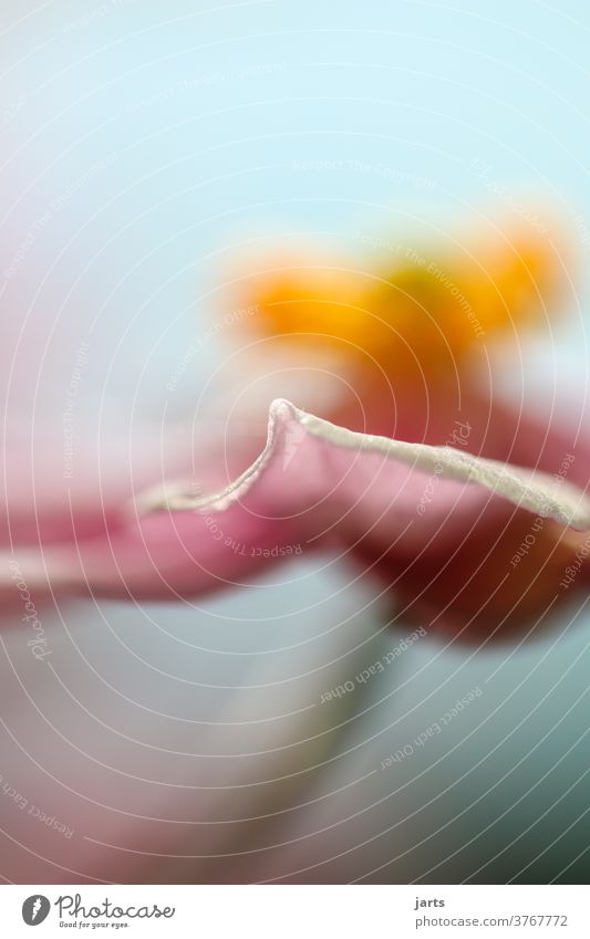 Leaf of an autumn anemone Chinese Anemone Autumn late summer flaked Deep depth of field Nature Plant Colour photo Exterior shot Deserted Day Close-up natural