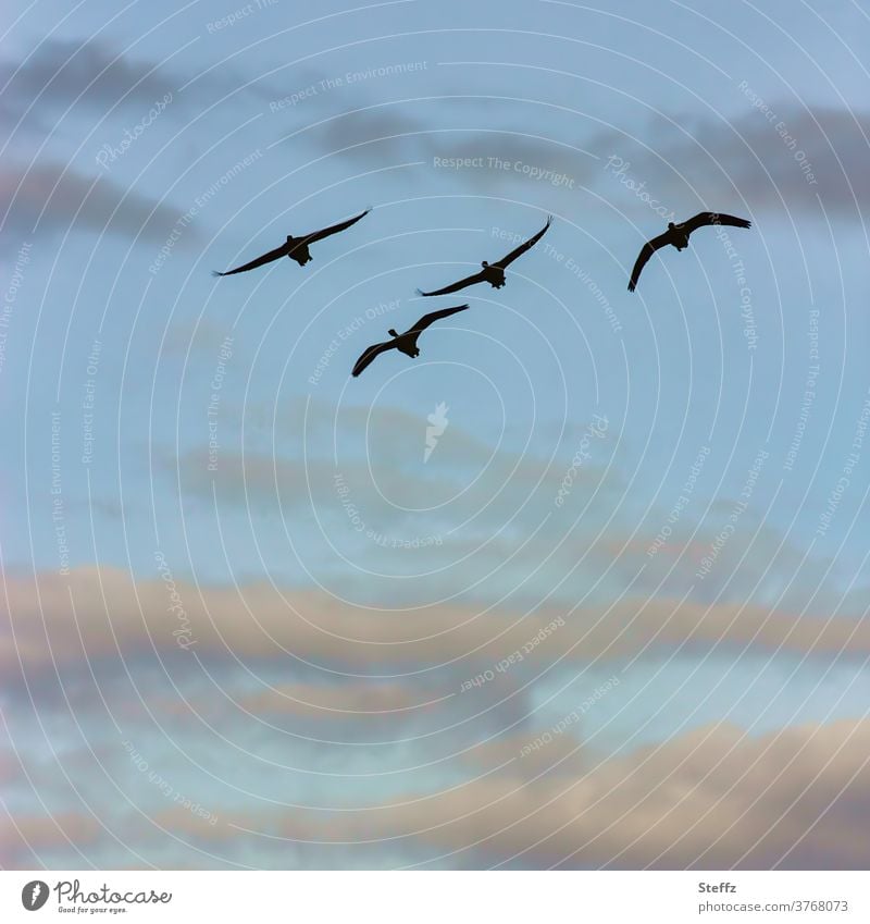 Flying Art birds Flight of the birds wild geese Migratory birds grey geese Birds fly bird migration flying birds Freedom Elegant still and beautiful daintily