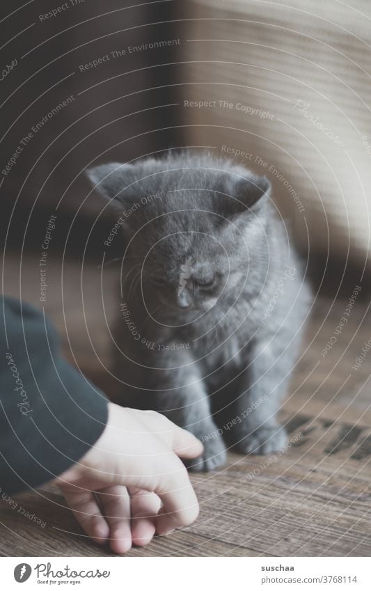 little cat looks suspiciously at a hand that approaches him Cat hangover small youthful Sweet Cute tom British shorthair cat purebred cat Pet Kitten