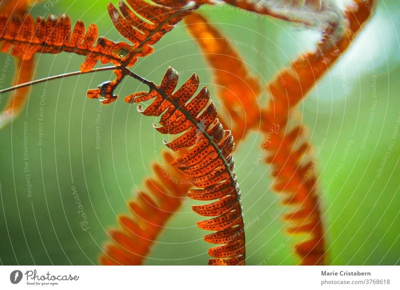 Close up of fern leaves changing to red orange color during the early autumn season red fern leaves close up macro green Autumn season changing season