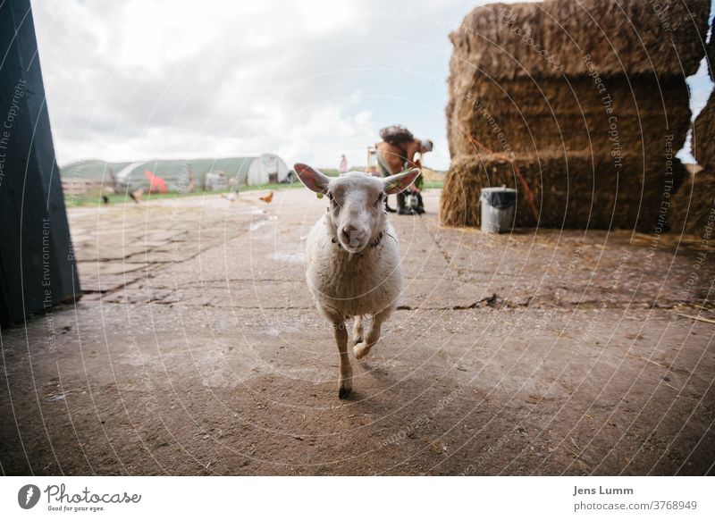 Sheep enters barn Farm Hay Hay bale Barn chill Summer vacation cloudy sky Netherlands Sunlight Wool young animal Be confident inquisitorial Curiosity Straw