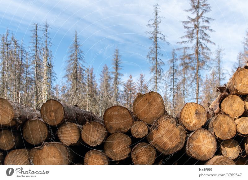 dead wood in front of dead forest - the bark beetle is there Bark-beetle bark beetle infestation Forest death tree trunks Tree trunk cubic metre Climate change