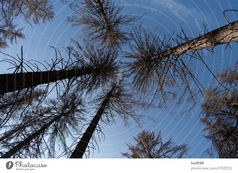 look up into the dead tree tops - the bark beetle is there Bark-beetle bark beetle infestation Forest death wood tree trunks Tree trunk cubic metre