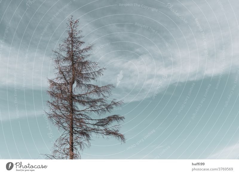 Tree crown of a dead tree - the bark beetle is there Bark-beetle bark beetle infestation Forest death minimalism Minimalistic wood tree trunks Tree trunk