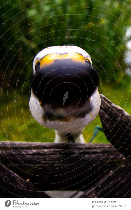 Curious swan Swan birds Animal White Exterior shot Beak Neck Close-up Near Blur depth blur little depth of field Colour photo Animal portrait Head