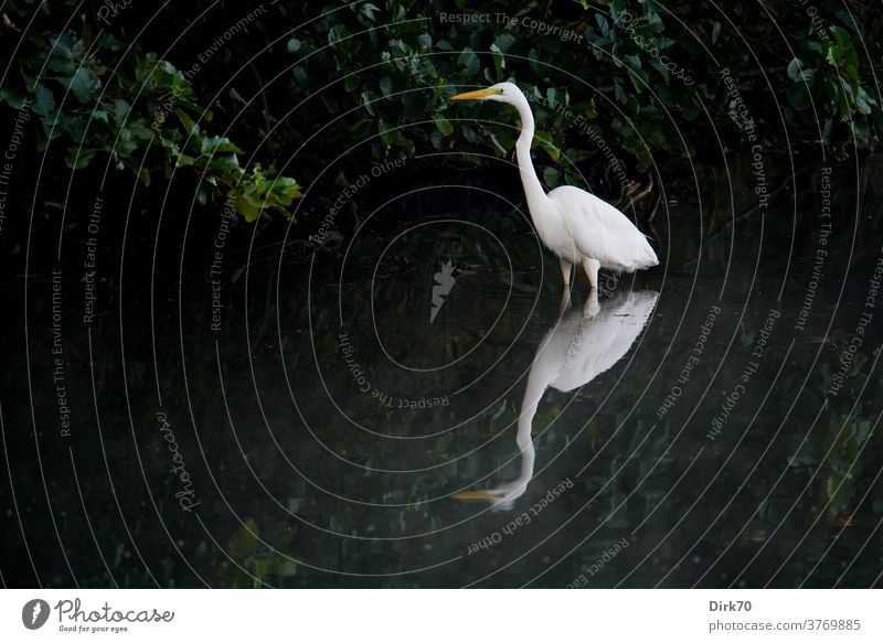 Great White Egret, knee-deep in water at the lakeside Heron Great egret birds Water reflection Reflection in the water Elegant already Contrast Rich in contrast