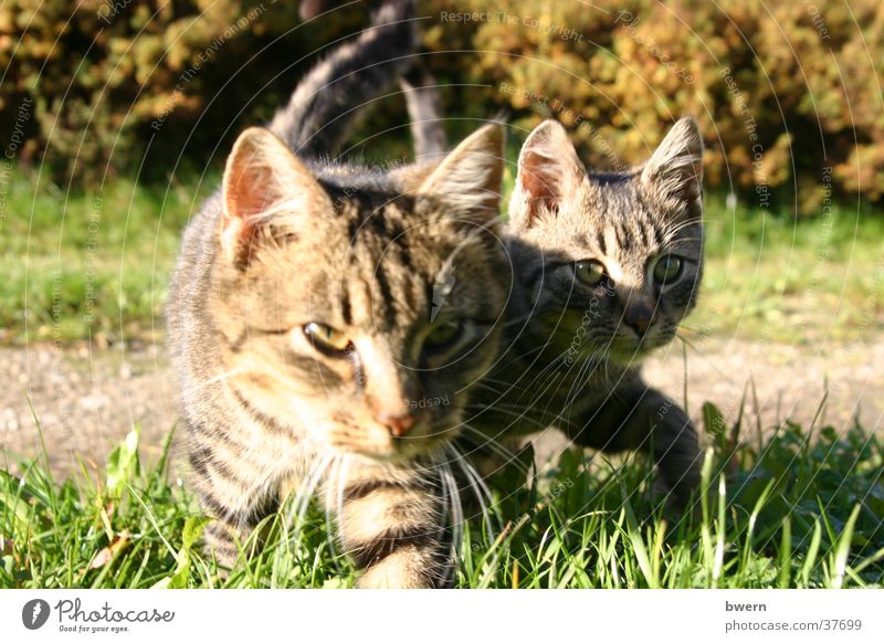 two tigers Cat Pet Animal Paw Hunting Nature Creep