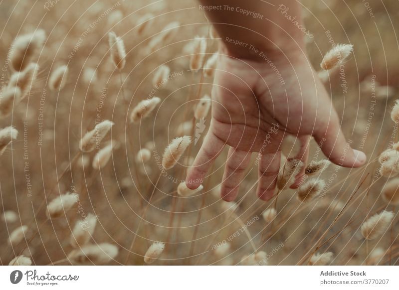 Crop person touching dry grass in field tender season meadow stem delicate summer natural gentle rural nature plant growth peaceful botany serene environment