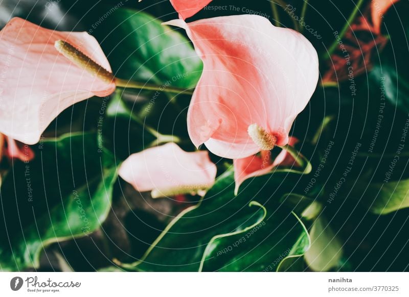 Beautiful shot of anthurium flowers anturio plant organic texture leaf exotic different dark beauty beauty in nature natural botany botanic garden gardening