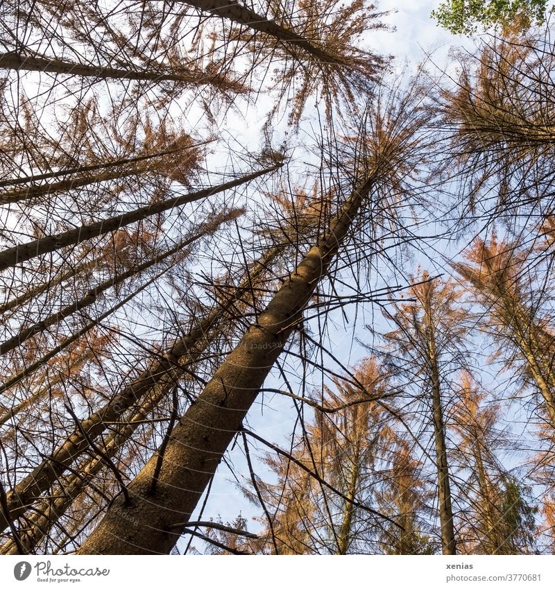 Dying forest - view up into the sky to the dead treetops of a spruce grove Forest death spruces Climate change Bark-beetle wood Log Forestry nature conservation