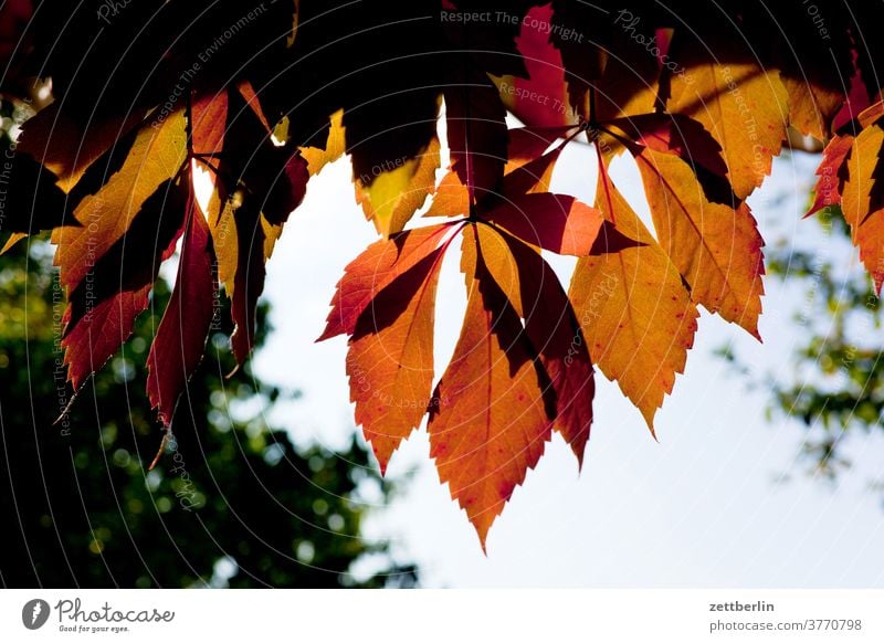 autumn leaves Branch tree Foliage colouring Autumnal colours Autumn leaves Vine leaf Relaxation holidays Garden Sky allotment Garden allotments Deserted Nature