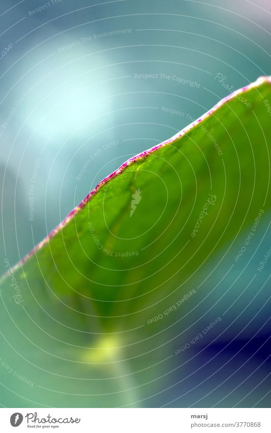 Fine detail on the edge of the nasturtium leaf flaked leaf margin Nasturtium leaf Shallow depth of field Nature Plant green Foliage plant Leaf green