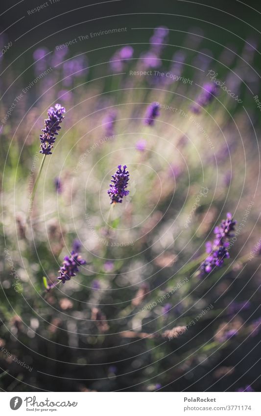 #A# Lavender in garden II Fragrance Detail Esthetic Long shot Day Colour photo Contrast France Provence Nature Shallow depth of field Exterior shot Violet