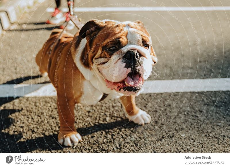 English Bulldog puppy on street english bulldog pet pedigree breed animal domestic muzzle head tongue out adorable brown cute canine purebred friend calm spot