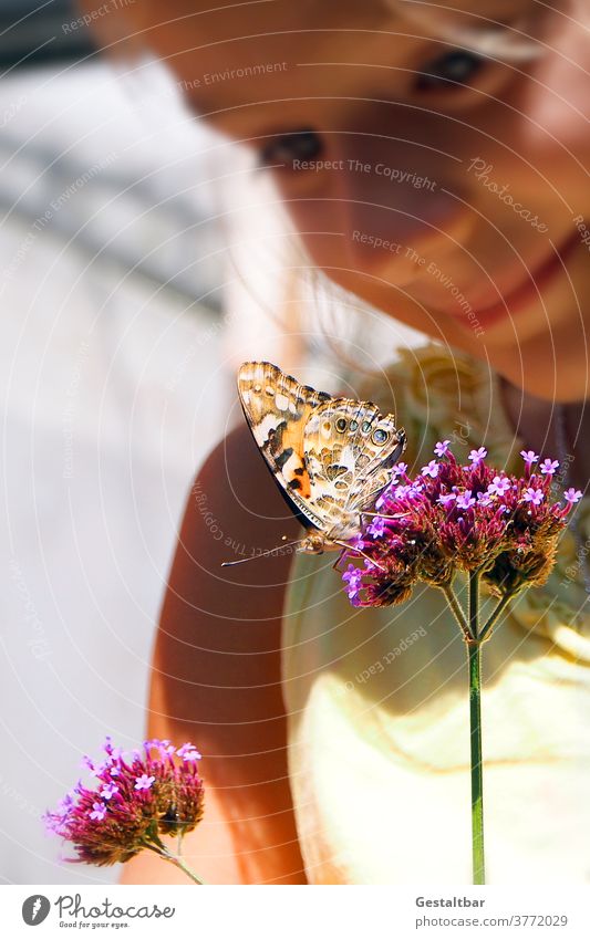 Thistle butterfly on verbena, Verbena bonariensis Vervain (Verbena bonariensis) Girl Butterfly Painted lady Endangered species insects guard sb./sth. Protection