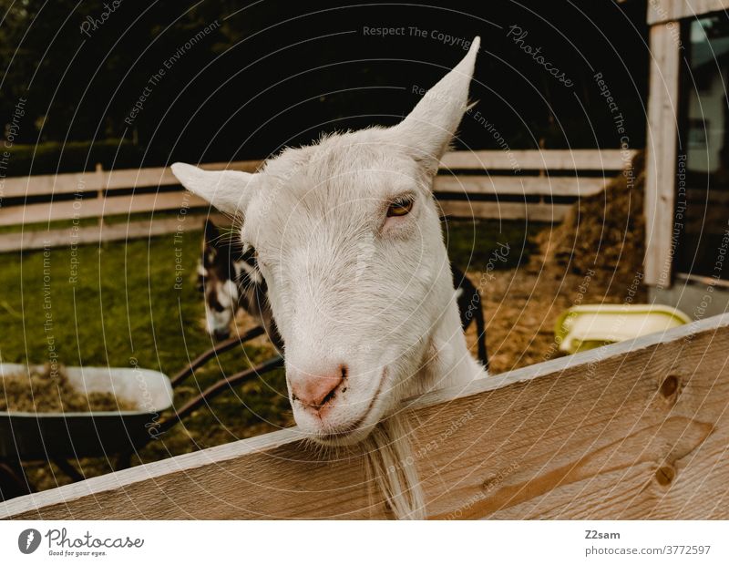 goat Enclosure Facial hair pretty portrait animal portrait Head White warm Summer Barn Fence Farm animal Smiling Animal Face Exterior shot Nature Looking