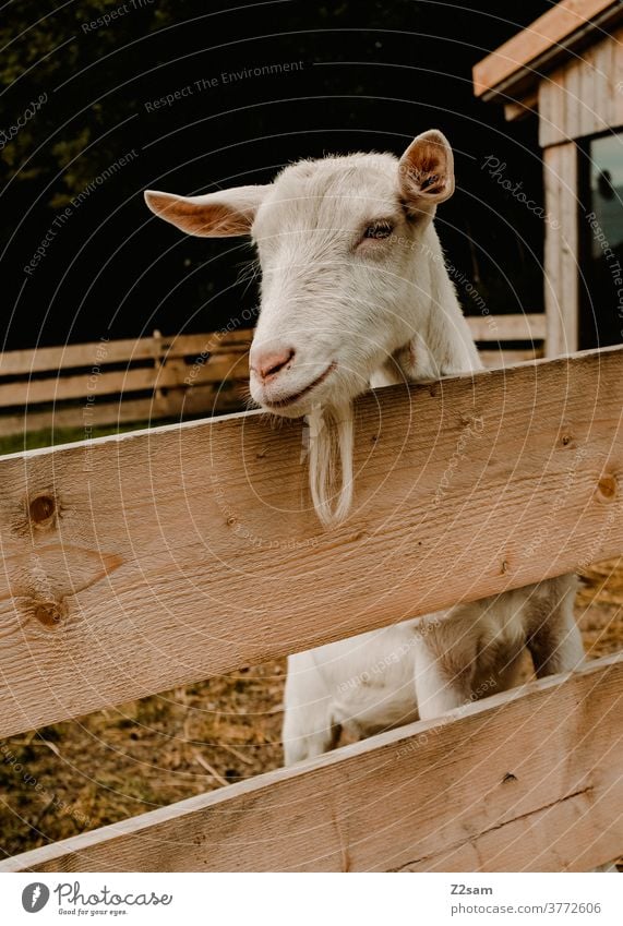 goat Enclosure Facial hair pretty portrait animal portrait Head White warm Summer Barn Fence Farm animal Smiling Animal Face Exterior shot Nature Looking