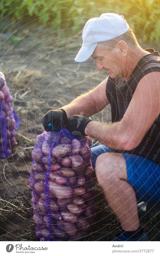 The farmer rolls up the filled mesh bag of potatoes. Harvesting potatoes on farm plantation. Preparing food supplies. Farming. Countryside farmland. Growing, collecting, sorting and selling vegetables