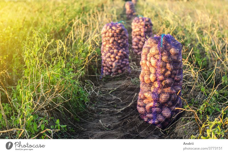 Mesh bags with potatoes on an agricultural field. Harvesting organic vegetables in autumn. Farming and growing food. Collection, packaging and transportation. Agroindustry and agribusiness.