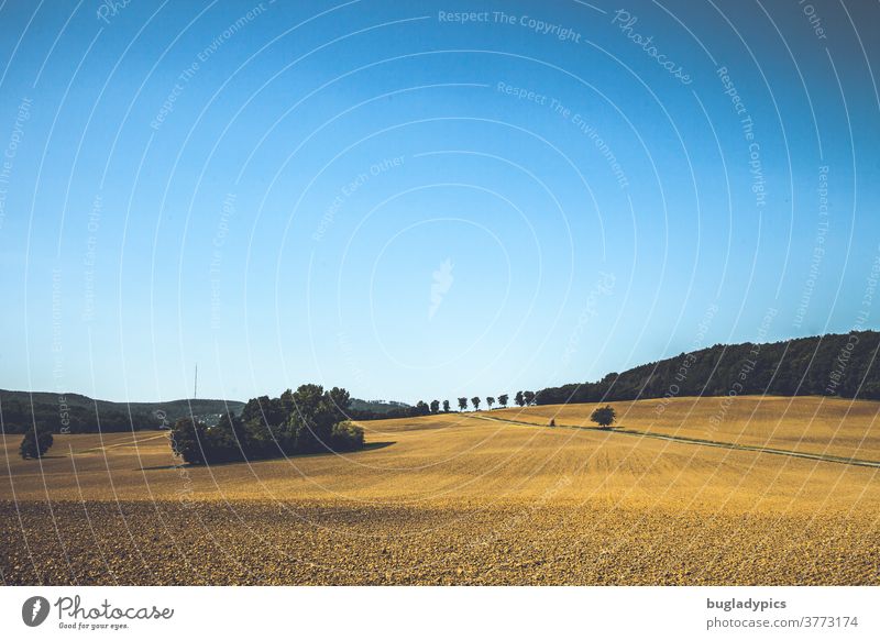 Stubble field/empty field with a group of trees and trees and an avenue in the background. The sky is blue and cloudless. Field Straw Harvest harvest season