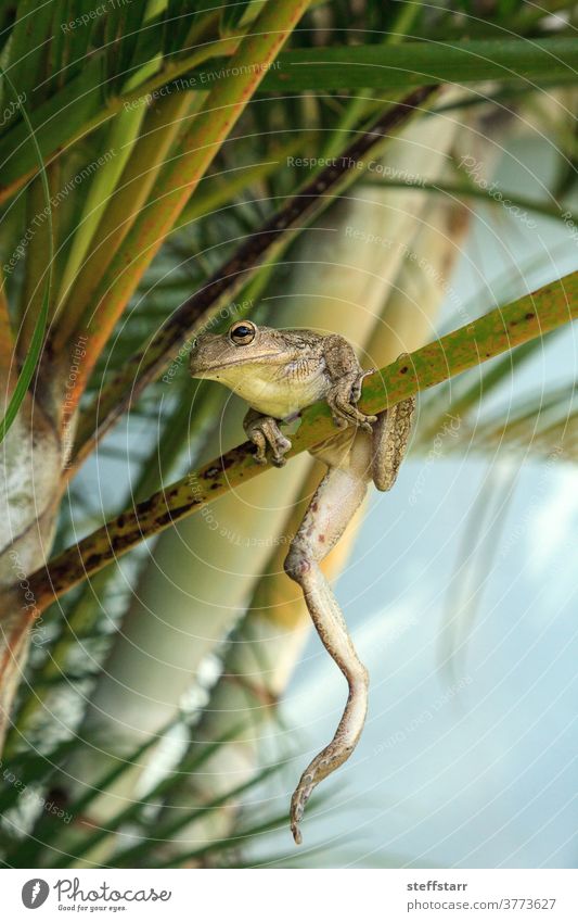 Cuban Tree Frog Osteopilus septentrionalis hangs on an areca palm Cuban tree frog invasive species amphibian herp animal nature green frog nocturnal herpetology