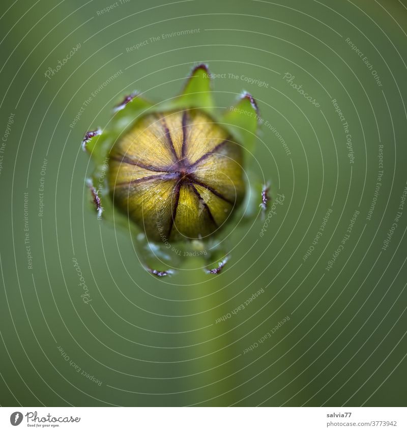 closed bud Coreopsis Bud Plant Nature Blossom Garden Flower Detail Macro (Extreme close-up) Shallow depth of field Neutral Background Copy Space bottom