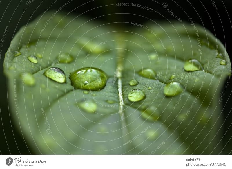 vital | water Nature flaked Water Drop Plant Drops of water Rain Macro (Extreme close-up) Wet Close-up green Rachis Life Structures and shapes Foliage plant