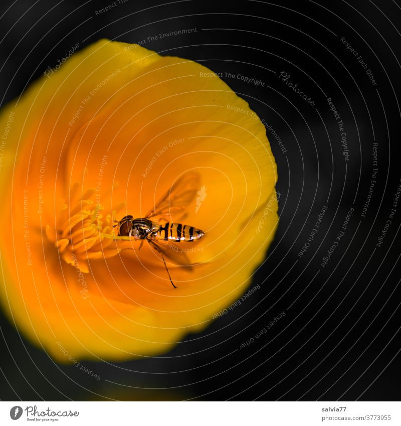 Hoverfly snacks on California poppy pollen Flower Poppy hoverfly Insect Blossom Yellow-orange luminescent Contrast Fragrance blossom Plant Nature Poppy blossom