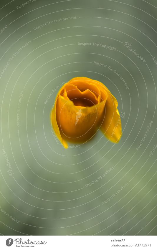 Poppy blossom opens California poppy Flower Blossom Plant Nature Orange Gray Neutral Background Isolated Image Shallow depth of field Deserted Colour photo