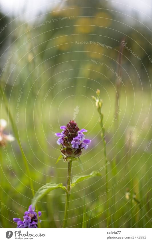 flower meadow Meadow flowers Flower meadow Spring Plant Nature Blossoming Lesser Accentor grasses Summer Grass blossom Field Summery Green Colour photo