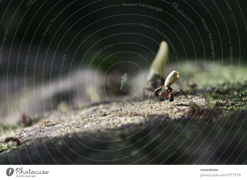 Work in nature Ant Work and employment Carrying Diligent Small Forest Logistics Animal Column of ants Subdued colour Exterior shot Detail