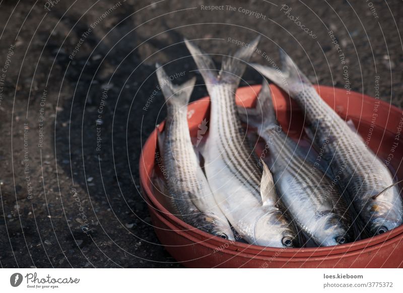 Four just caught fish in an orange bowl on the street, Istanbul, Turkey catch food fresh raw sea seafood animal bass bazaar dace eatable fishing flea full