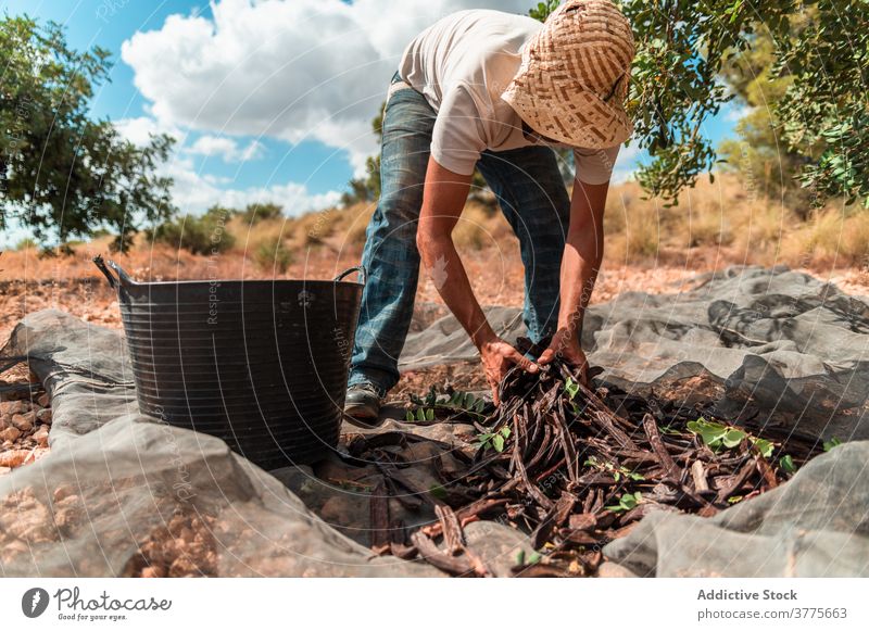 Farmer collecting carob pods during harvesting ripe pick farmer man work plant worker tree season agriculture organic fresh cultivate job food plantation rural