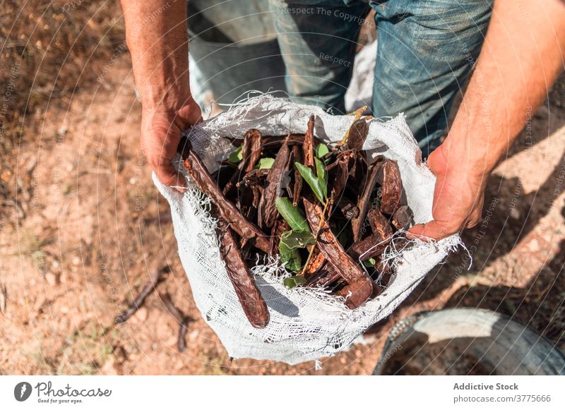 Man holding heap of carob pods farmer harvest sack ripe carry collect bean product man work plant full worker season agriculture organic fresh countryside