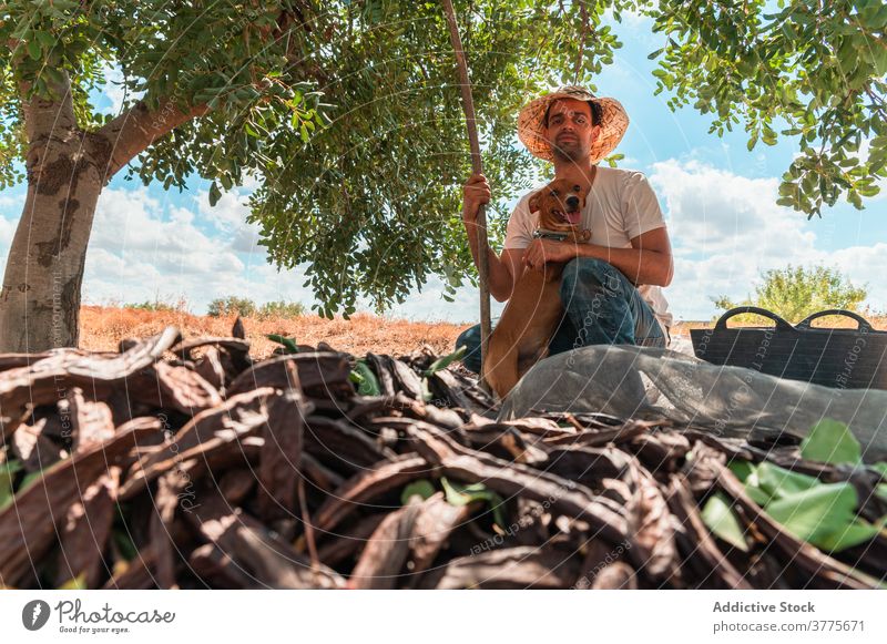 Man with dog sitting near carob tree farmer harvest stick pod ripe collect man work plant worker season agriculture organic fresh countryside lifestyle