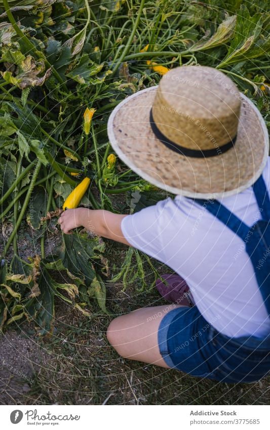 Anonymous child collecting vegetables in garden harvest season village countryside ripe pick sunlight girl kid nature organic childhood natural cultivate green