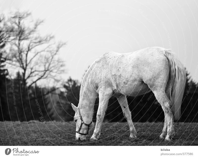 Hüa ho, old grey horse Environment Nature Landscape Meadow Forest Farm animal Horse Gray (horse) 1 Animal Loneliness Contentment To feed Seeming