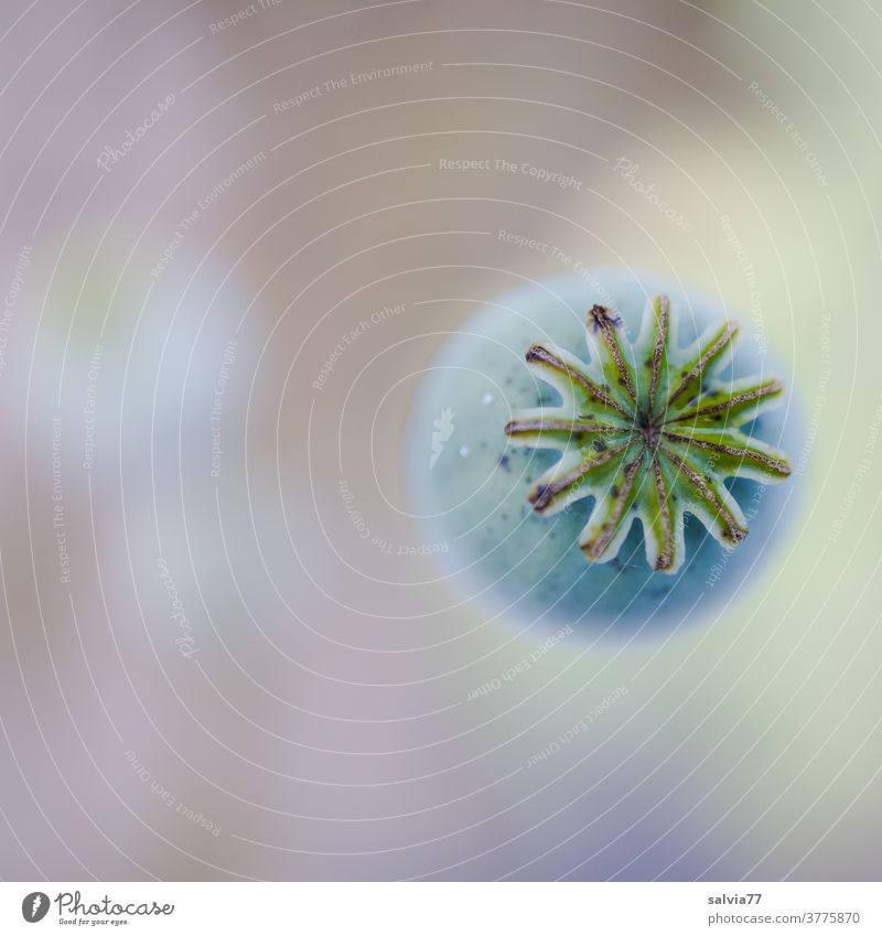 poppy seed capsule Seed capsule Poppy Poppy capsule Plant Nature Shallow depth of field flowers Forms and structures Macro (Extreme close-up) Close-up Round