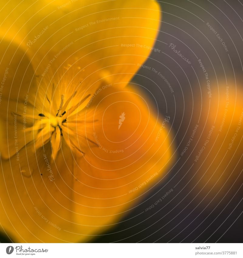 Orange flower of the California poppy Poppy Blossom Flower Poppy blossom Nature Summer Garden Blossoming Colour photo Shallow depth of field Fragrance