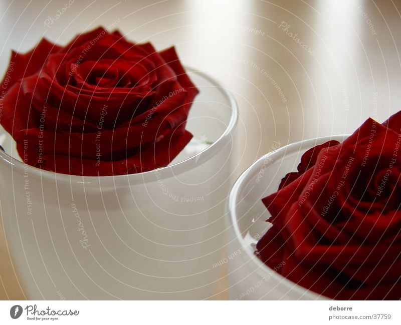 Two red roses in white glass vases on a blurred wooden table. Rose Flower Mother's Day Vase Red White Valentine's Day Emotions Decoration Water