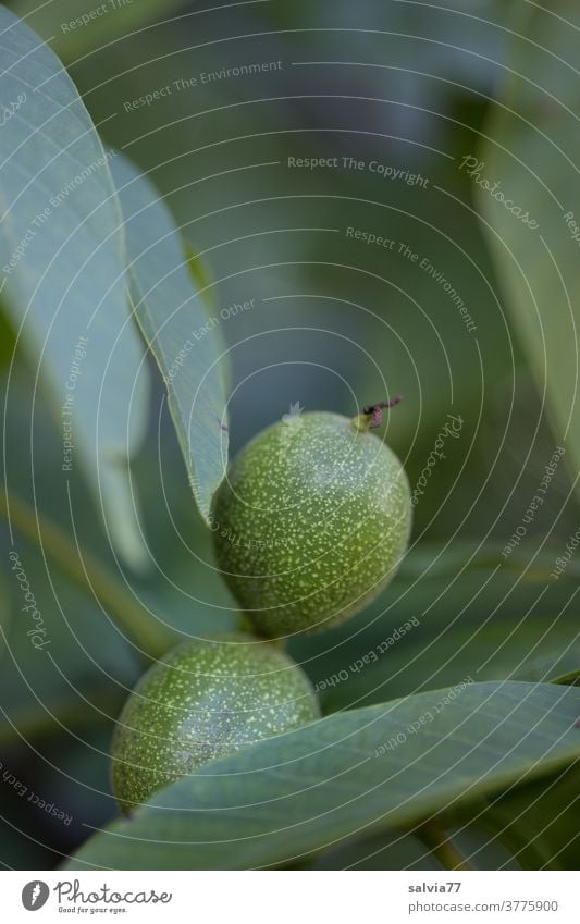 green walnuts on the tree Walnut Nut fruit Nature leaves Nutrition Food Delicious Healthy Vegetarian diet Healthy Eating Twigs and branches Protection shell two