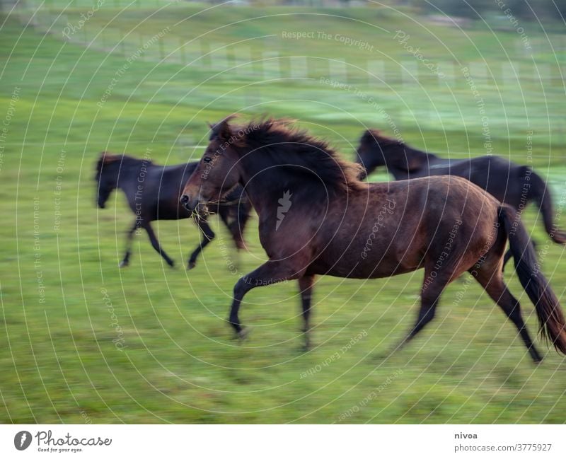 Icelandic horses in the pasture Iceland Pony Day Exterior shot Colour photo Animal Horse Animal portrait Wild animal Farm animal Deserted Motion blur Movement