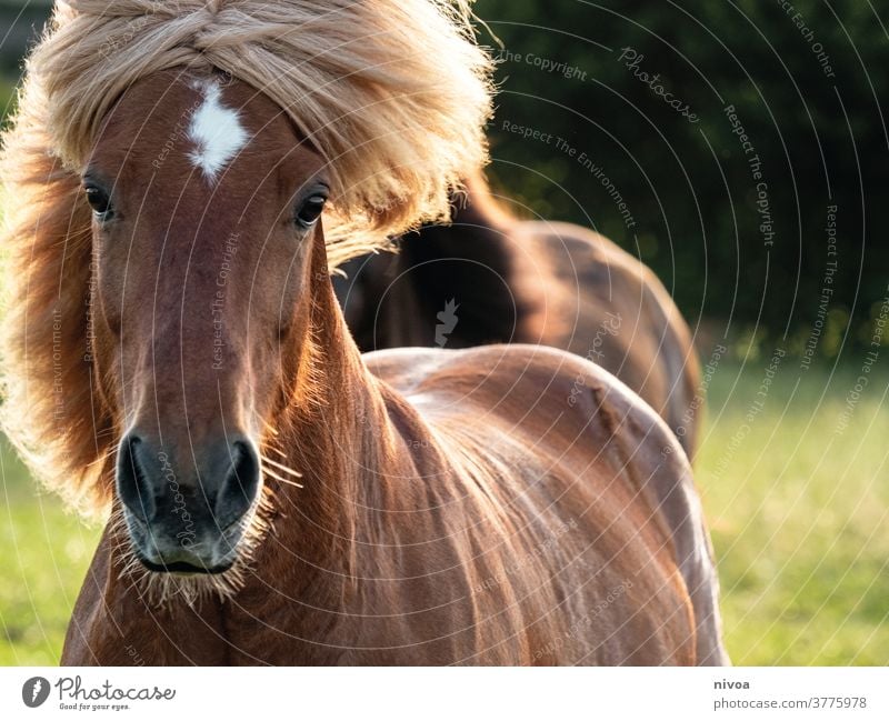 Islandpferd in Bewegung Iceland Pony Motion blur motion Exterior shot Colour photo Animal Day Horse Animal portrait Animal face Farm animal Wild animal 1 Mane