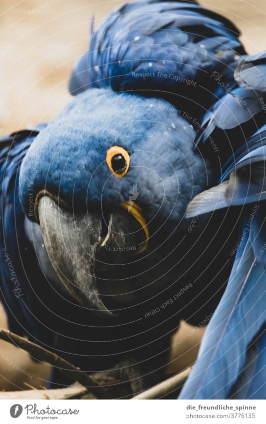 Hyanzithara parrot Parrots birds Blue Beak Hyacinth Macaw Animal Colour photo Feather Animal portrait green Wild animal Animal face Looking Grand piano Close-up