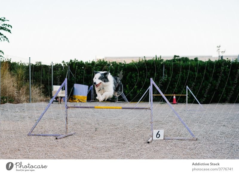 Dog jumping over barrier in agility park dog training border collie run obstacle equipment hurdle canine course activity trial purebred breed pedigree active