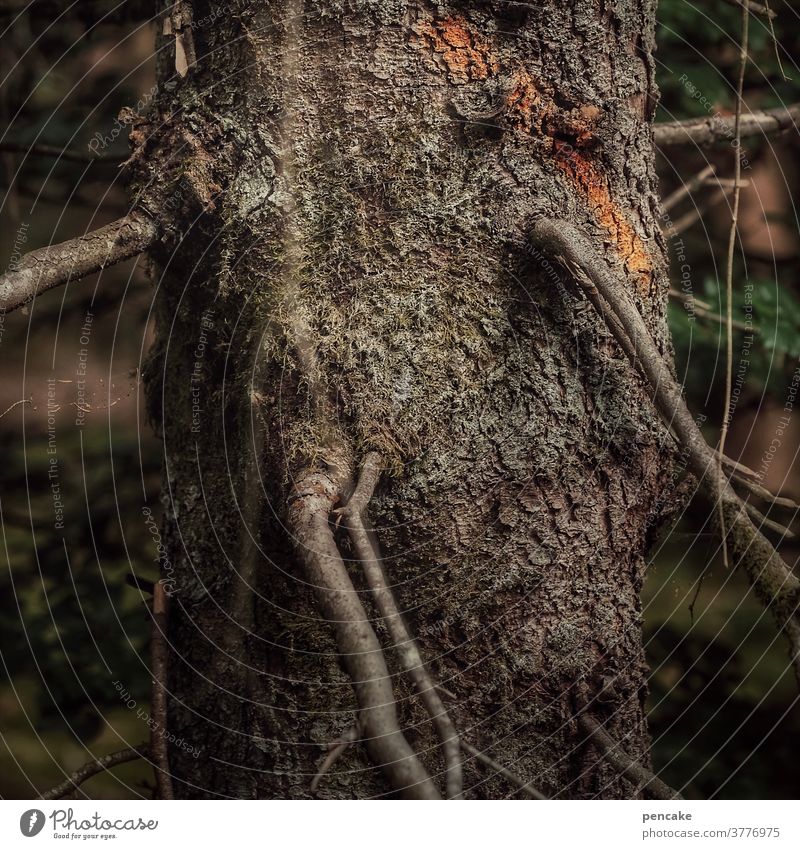 remember november tree Tree trunk Strong Bleak Branch November Autumn conceit shape Fairy tale Eerie Mysterious Face Forest Winter chill saw myth