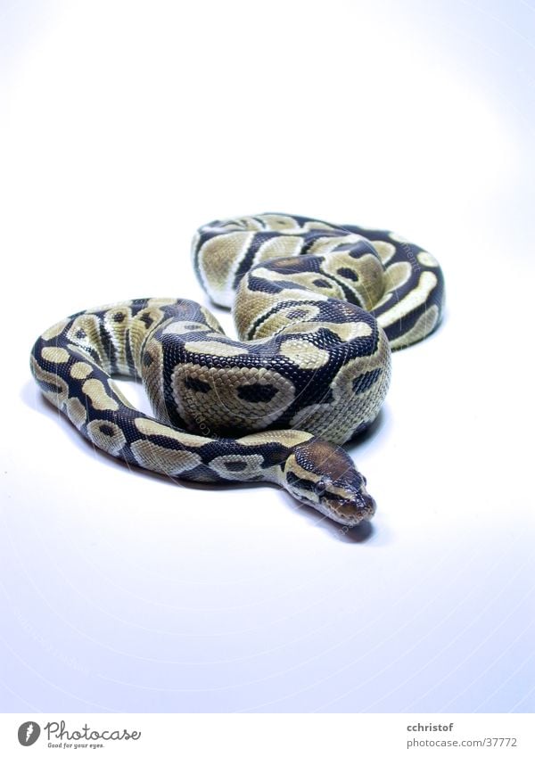 The Pypi Cold Dangerous Snake python king python cold-blooded