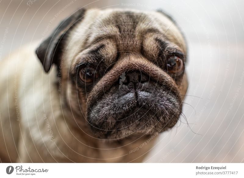 Portrait of a sweet pug Enchanting Animal background already Breed Brown canine carlino Cute Dog little dog Domestic Eyes Face boyfriend Funny Head Looking